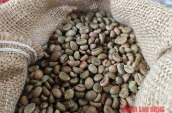 Cà phê lập đỉnh giá mới nông dân tiếp tục giữ hàng chờ thời